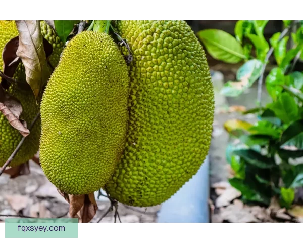 探索“菠萝蜜app视频”的奇幻世界：你的专属视听盛宴，乐趣无限！